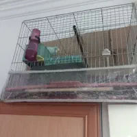 چهارتا باهم به همراه قفس