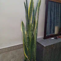 گلهای زیبا  و شاداب|گل و گیاه طبیعی|مشهد, اروند|دیوار