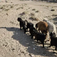 دوتا بره نر و۵تا کره نر برای داشت خوابنده|حیوانات مزرعه|زابل, |دیوار