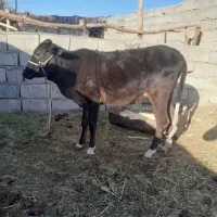 گوساله|حیوانات مزرعه|بم, |دیوار