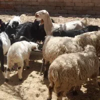 گوسفند|حیوانات مزرعه|خاش, |دیوار