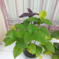 گل طبیعی شاداب