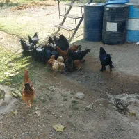 غاز محلی ارگانیک مرغ و خروس مرندی|حیوانات مزرعه|کوهین, |دیوار