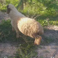 بره نرو ماده