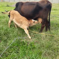 گاو محلی شیری با گوساله ماده سیمنتال امپولی|حیوانات مزرعه|رشت, یخسازی|دیوار