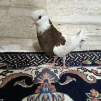 کفتر طوقی