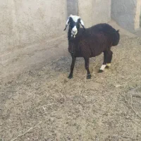 گوسفند