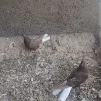 جفت اشعل قهوه‌ای