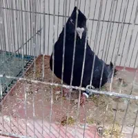 کفتر زاغ دم سفید اشعل کلاغ دم سفید