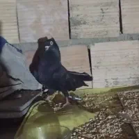 زاغ نوک سفید