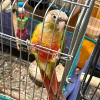 فروش چند جفت پرنده