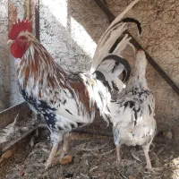 فروش خروس گلین اصل|حیوانات مزرعه|ابریشم, |دیوار