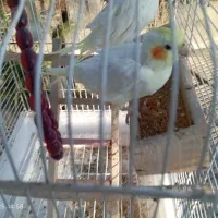 عروس هلندی معاوضه نربا ماده