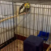 عروس هلندی سینامون نر|پرنده|هرسین, |دیوار