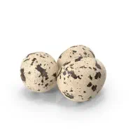 تخم نطفه دار طیور