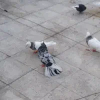 گمشده در منطقه 14 شکوفه|حیوانات|تهران, مینای شمالی (مخبر)|دیوار