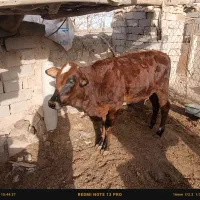 سلام دوستان دوتابز زهک گم شده