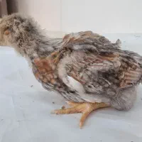 تعداد محدود جوجه ویاندوت