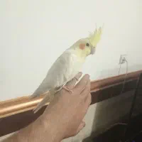 عروس هلندی لوتینو