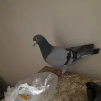 کفتر المانی|پرنده|بومهن, |دیوار