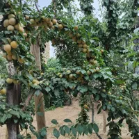 خونه باغ نقلی ونوساز