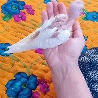جوجه هلندی گم شده