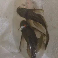 کت فیش مولد باله بلند به شرط