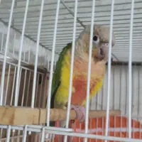 جوجه گرینچیک اناناسی دبل رد،گرینچیک