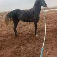 مادیان خوب و خوش اخلاق