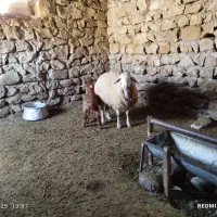 گوسفند با بره|حیوانات مزرعه|گرمادوز, |دیوار