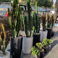 گل دسته گل باکس گیاه طبیعی آپارتمان شیک هدیه عالی|گل و گیاه طبیعی|مشهد, حجاب (شهرک غرب)|دیوار