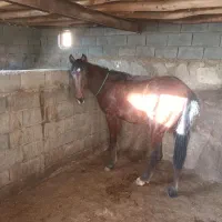 اسب نریان ۱۷ ماهه|اسب و تجهیزات اسب‌سواری|تویسرکان, |دیوار