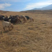 ۱۰عدد بزجوان مال ی حیاط