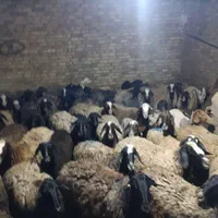 60راس پرواردرجه یک میش وشیشک قربان|حیوانات مزرعه|قزوین, |دیوار