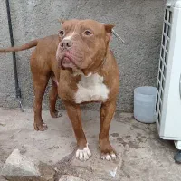 نر پیتبول‌تریر بالغ20ماهه|سگ|تهران, فرودگاه مهرآباد|دیوار