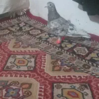 سار میزون به شرط پرش