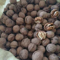 گردوی طارم سفلی مغزدار روغنی امساله و تازه|خوردنی و آشامیدنی|قزوین, |دیوار