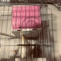 عروس هلندی مولد جفت