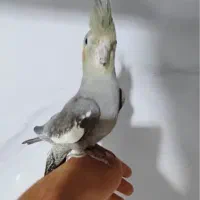 عروس هلندی سخنگو