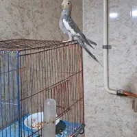 عروس هلندی|پرنده|خرمشهر, |دیوار