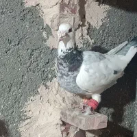 کفتر جفت گاهی|پرنده|مشهد, طبرسی شمالی|دیوار