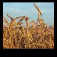 گندم کوهدشت دیم بوجاری شده