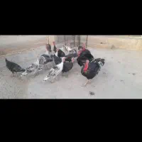 بوقلمون|حیوانات مزرعه|ایذه, |دیوار