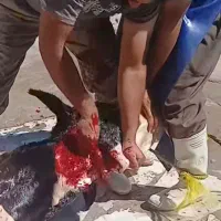 قصاب سیار|خدمات پیشه و مهارت|شیروان (خراسان), |دیوار