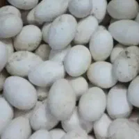 تخم غاز محلی