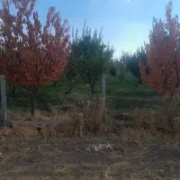 باغ 4 هزار متر شهرستان میانه 3 ساعت آب|فروش زمین و ملک کلنگی|کندوان, |دیوار