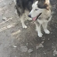 سگ هاسکی نر فقط ۱میلیون و پانصد|سگ|آستانه اشرفیه, |دیوار