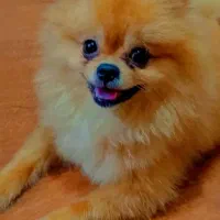 سگ سایز ریز