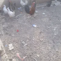 مرغ و خروس|حیوانات مزرعه|چمران, |دیوار