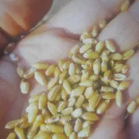 گندم بذری یونی استار گواهی شده